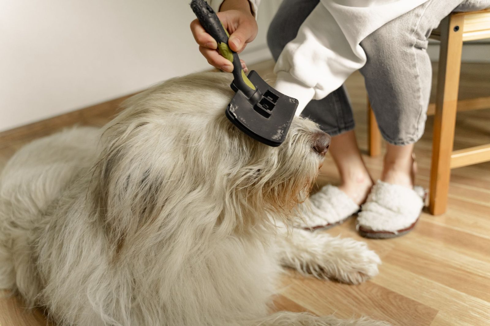 Kefa na chlpy: Ako vybrať tú správnu pre zviera aj do domácnosti